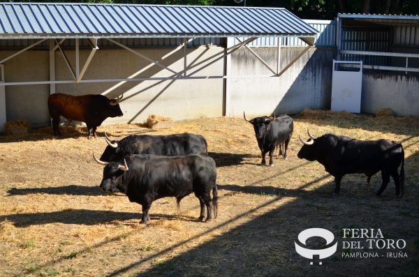 Los toros de Fuente Ymbro para el día de San Fermín ya descansan en los Corrales del Gas