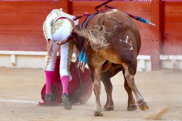 Marco Pérez, herido en Alicante: ‘Cornada envainada en la parte posterior interna del muslo izquierdo’