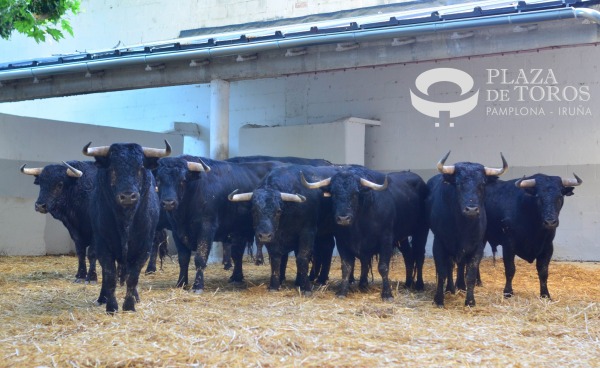 Los novillos de Pincha ya están en los corrales de la plaza de Pamplona