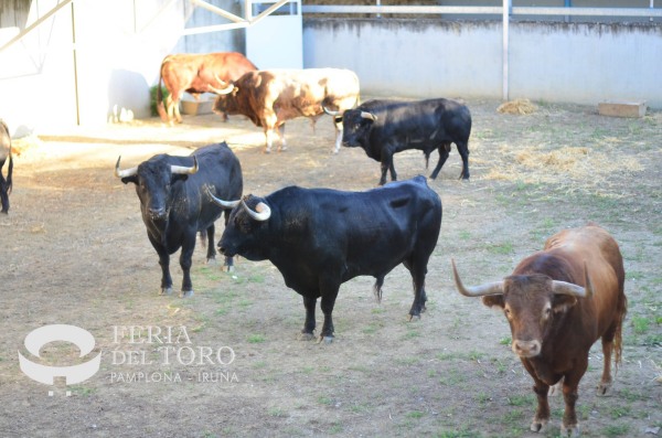 Los toros de Victoriano del Río, primeros moradores de los Corrales del Gas