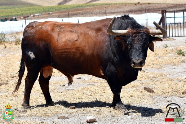 El XI Concurso de Recortes de Villaseca de la Sagra anuncia toros de Cebada Gago con un imponente sobrero de Pamplona para la gran final