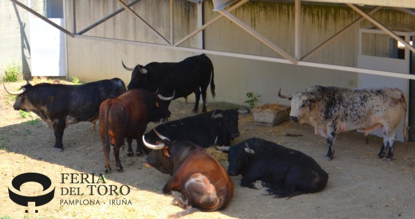 Los Corrales del Gas: primer encuentro entre el toro, la afición y Pamplona
