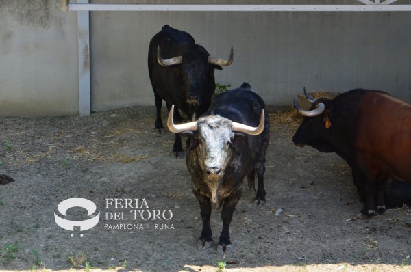 Toros con historia, ganaderías de leyenda: la memoria brava de Pamplona