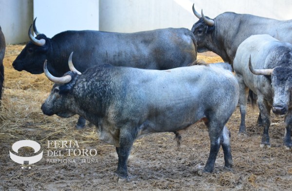 Los cárdenos de José Escolar, en los Corrales del Gas