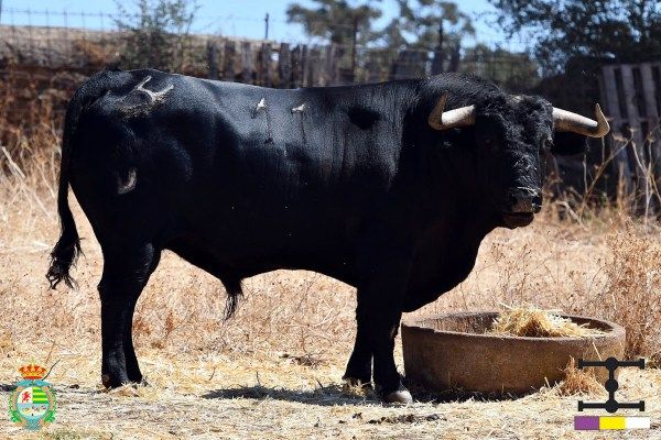 Los imponentes novillos de Cuadri que cerrarán el XXV Alfarero de Oro de Villaseca de la Sagra