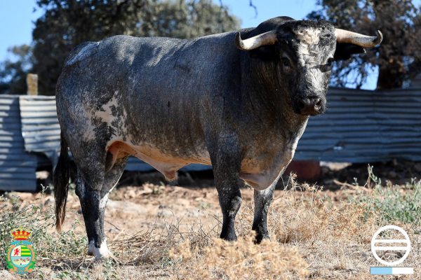 Los novillos de Saltillo para el Alfarero de Oro
