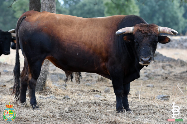 Entipada novillada de Baltasar Ibán para el Alfarero de Oro