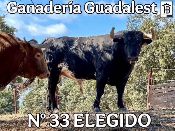 Los novillos de Guadalest para la encerrona de José María Trigueros en Miranda del Castañar