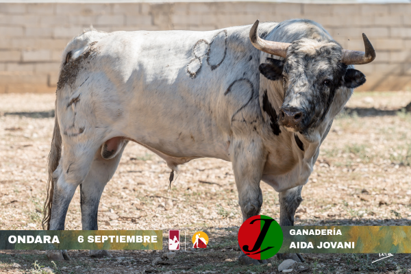 Los novillos de Aida Jovani para la semifinal de Ondara del Circuito Valenciano de Novilladas