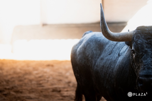 Los imponentes toros de José Escolar y Rehuelga para el desafío ganadero este domingo en Las Ventas