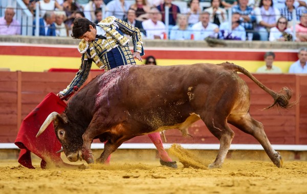 Castella impone su magisterio en Palencia ante un gran ‘Pregonero’ de Núñez del Cuvillo