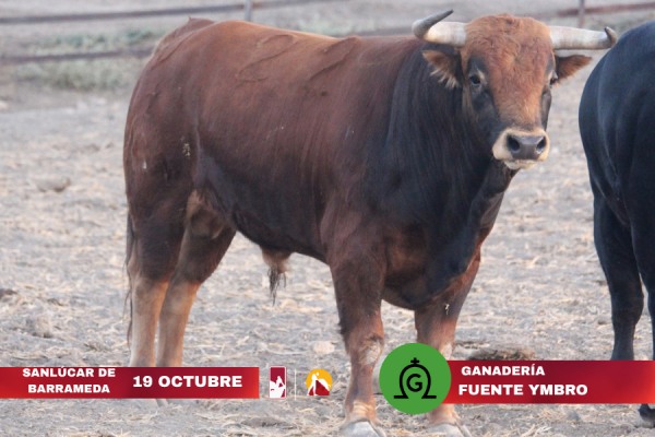 Los novillos de Fuente Ymbro para la final de la Liga Nacional de Novilladas