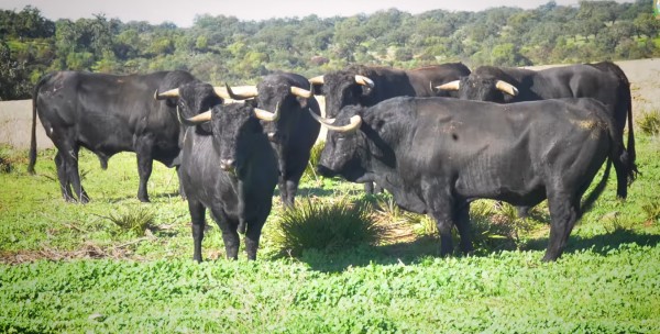 Los toros de Cuadri para la corrida benéfica de Villaseca, en vídeo