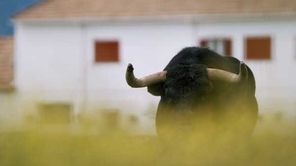 El campo bravo madrileño se viste de gala