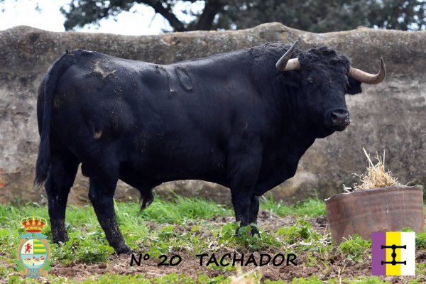 ‘Tachador’, el primer toro de Cuadri para la IV Corrida Benéfica de Villaseca