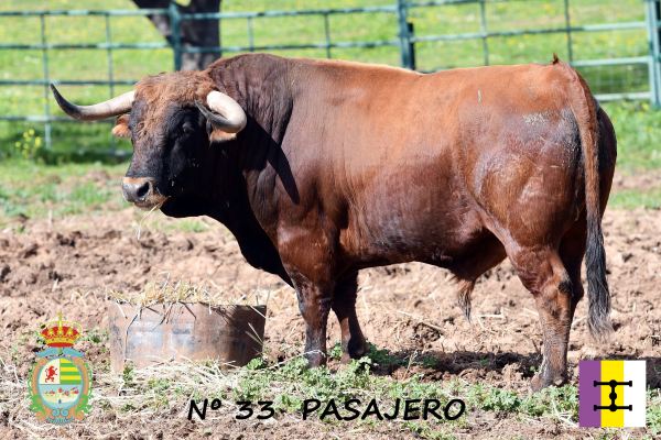 Presentado ‘Pasajero’, segundo toro de Cuadri para la IV Corrida Benéfica de Villaseca