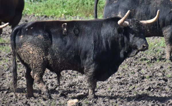 ‘Mirloblanco’, segundo toro de La Palmosilla reseñado para San Fermín 2026