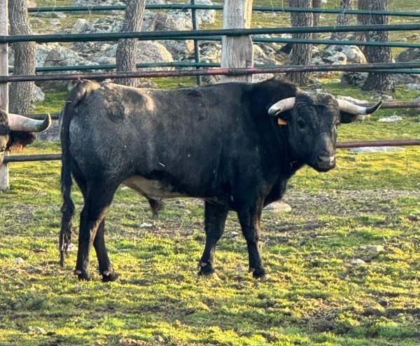 Los novillos de Flor de Jara y El Retamar que abren el Circuito de Madrid 2026