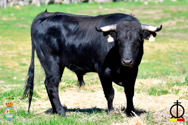 Los erales de Los Mimbrales para la segunda novillada del XII Alfarero de Plata