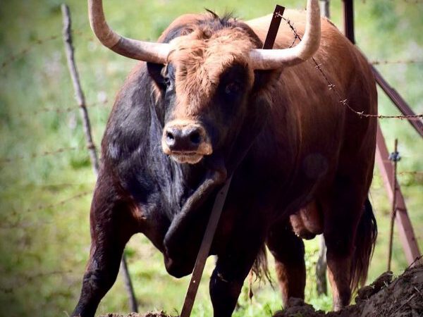 ‘Mirlillo’, tercer toro de La Palmosilla reseñado para San Fermín 2026