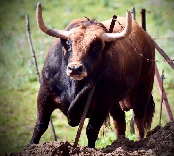 ‘Mirlillo’, tercer toro de La Palmosilla reseñado para San Fermín 2026
