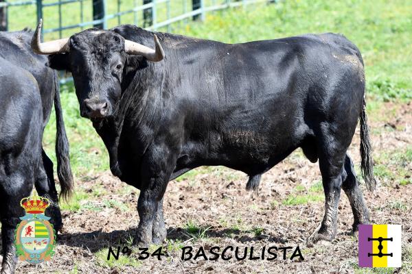 ‘Basculista’, quinto toro de Cuadri para la IV Corrida Benéfica de Villaseca