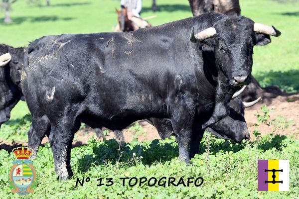 ‘Topógrafo’, sexto toro de Cuadri para la IV Corrida Benéfica de Villaseca
