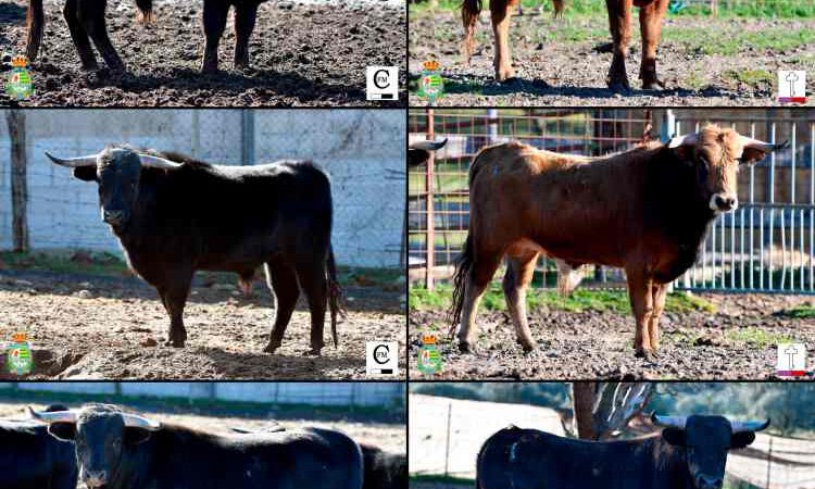 Los erales de Toros de Castilla y Los Candiles para la primera clasificatoria del Alfarero de Plata de Villaseca