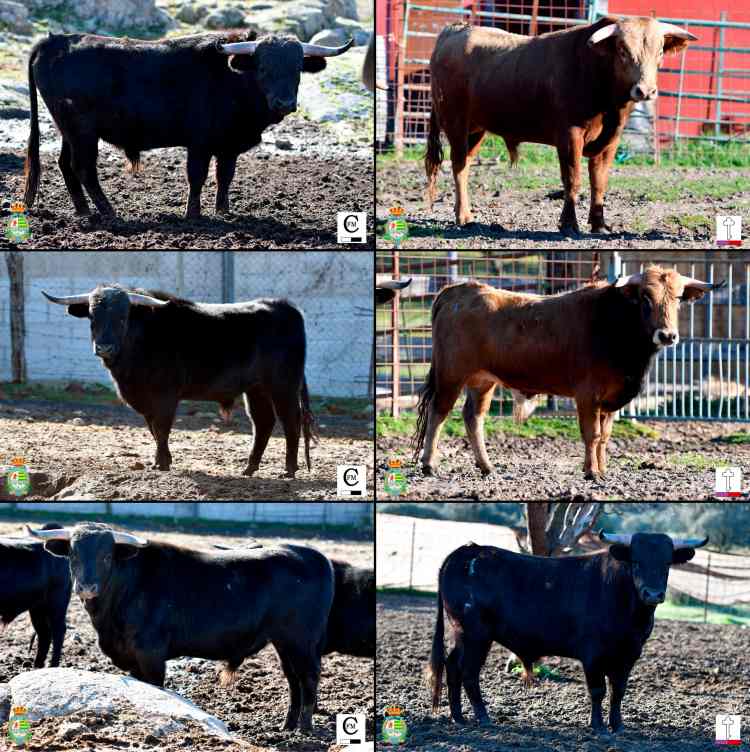 Los erales de Toros de Castilla y Los Candiles para la primera clasificatoria del Alfarero de Plata de Villaseca