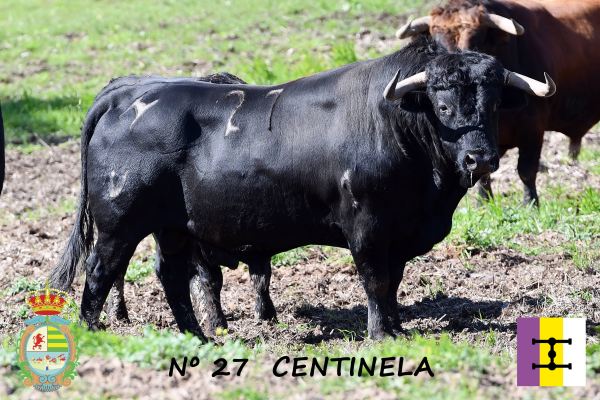 ‘Centinela’, tercer toro anunciado para la IV Corrida Benéfica de Villaseca