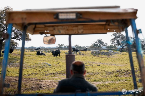Los toros de Cuadri para el 22 de marzo en Las Ventas, en vídeo