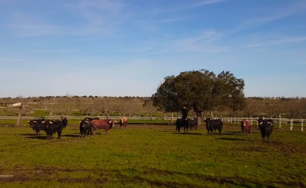 Marcos Pérez, ganadero de Domingo Hernández: ‘La corrida para Illescas es preciosa dentro de las posibilidades que nos ha dejado este invierno tan lluvioso’