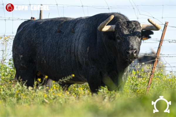 Los toros de Partido de Resina y Moreno Pérez-Tabernero para la primera corrida de la Copa Chenel 2026