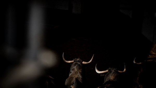 Los toros de Dolores Aguirre para el Domingo de Ramos ya están en Las Ventas