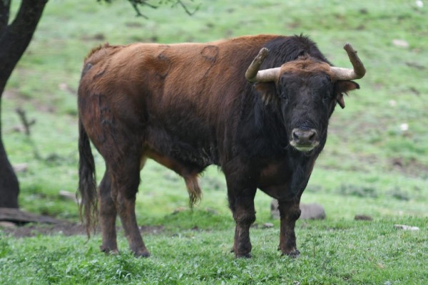 Los toros de Román Sorando para el ‘cartelazo’ del sábado en Illescas