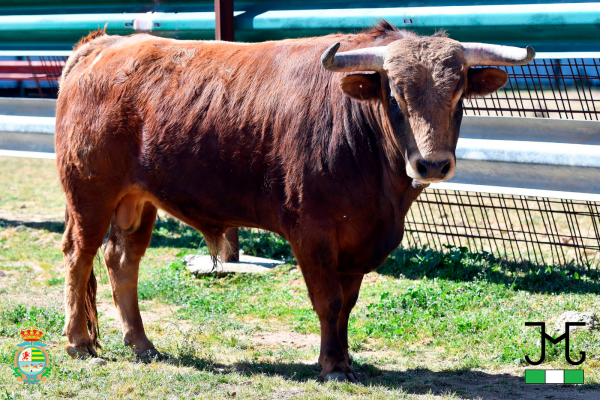 La Olivilla, garantía para la gran final del XII Alfarero de Plata 2026