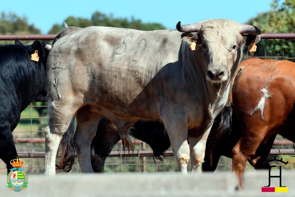Los erales de Hermanos Sánchez de León para la semifinal del XII Alfarero de Plata de Villaseca