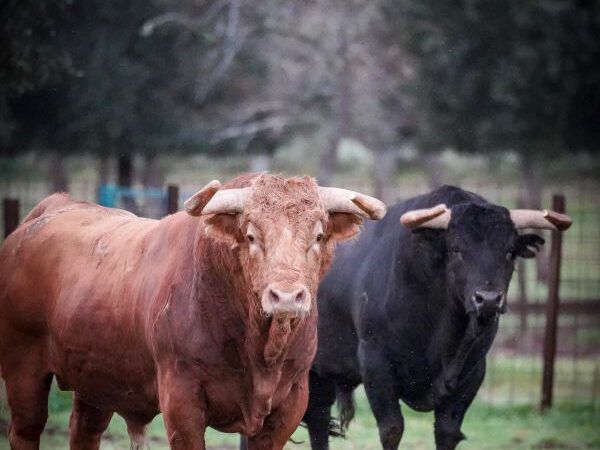 Los toros de Pedraza de Yeltes para el duelo entre Borja Jiménez y Clemente en Nimes