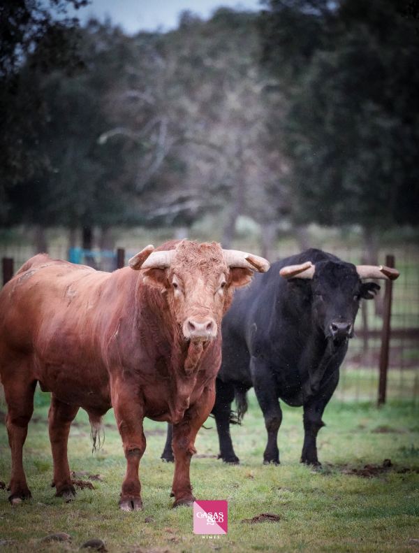Los toros de Pedraza de Yeltes para el duelo entre Borja Jiménez y Clemente en Nimes
