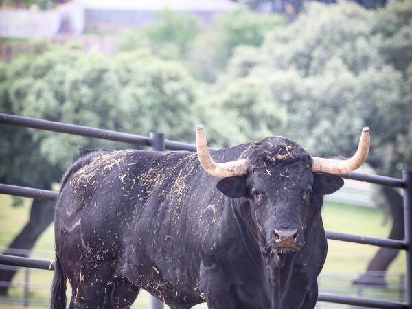 Los toros de Virgen María para Nimes