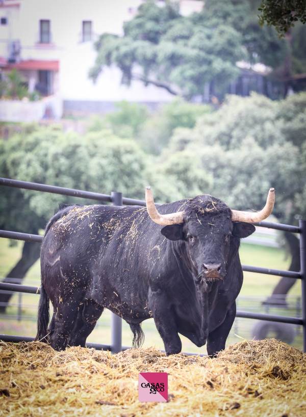 Los toros de Virgen María para Nimes