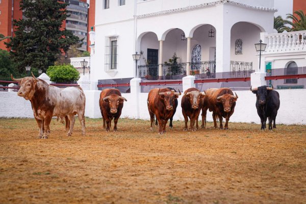 Los toros de Alcurrucén ya están en la Real Venta de Antequera