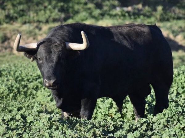 La Palmosilla presenta a ‘Camarada’, el cuarto toro para San Fermín 2026