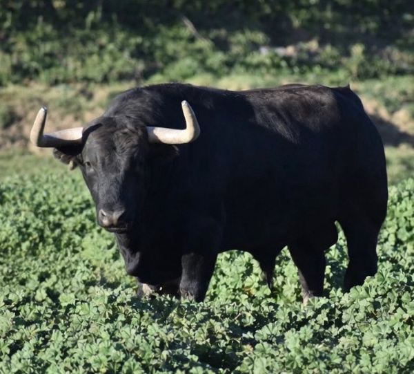 La Palmosilla presenta a ‘Camarada’, el cuarto toro para San Fermín 2026