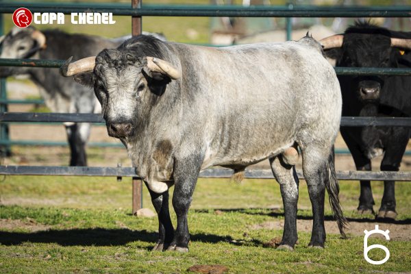 Los toros de Pedraza de Yeltes y Flor de Jara para la segunda clasificatoria de la  Copa Chenel 2026