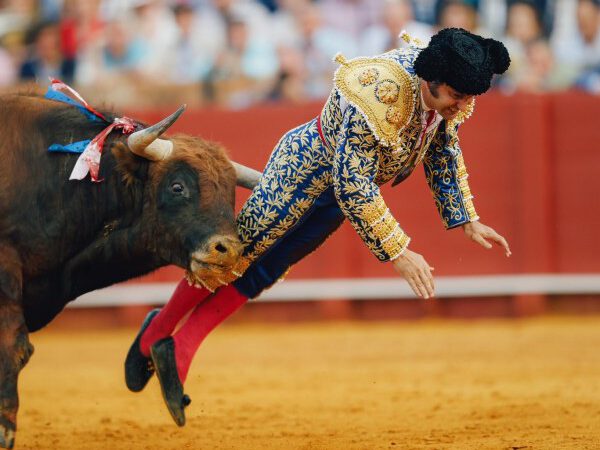 Morante, cornada muy grave en Sevilla con lesión esfinteriana y perforación rectal