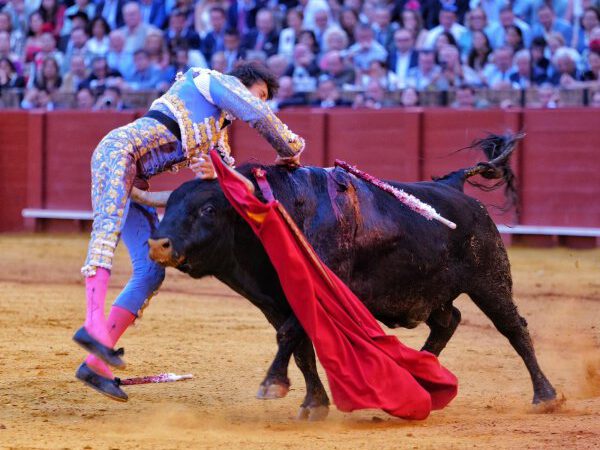 Roca Rey, cornada muy grave de 35 centímetros que produce extensa rotura de músculos vasto interno y sartorius