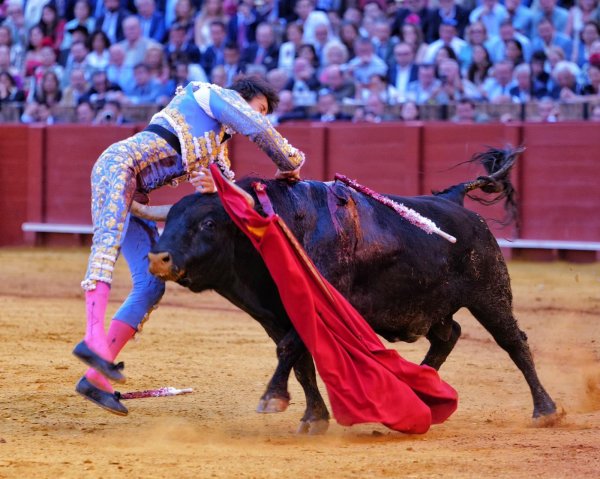 Roca Rey, cornada muy grave de 35 centímetros que produce extensa rotura de músculos vasto interno y sartorius