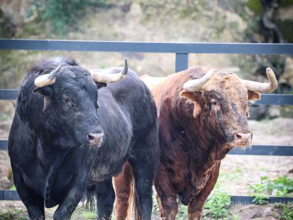 Los toros de Santiago Domecq para la gran cita de este domingo en Nimes