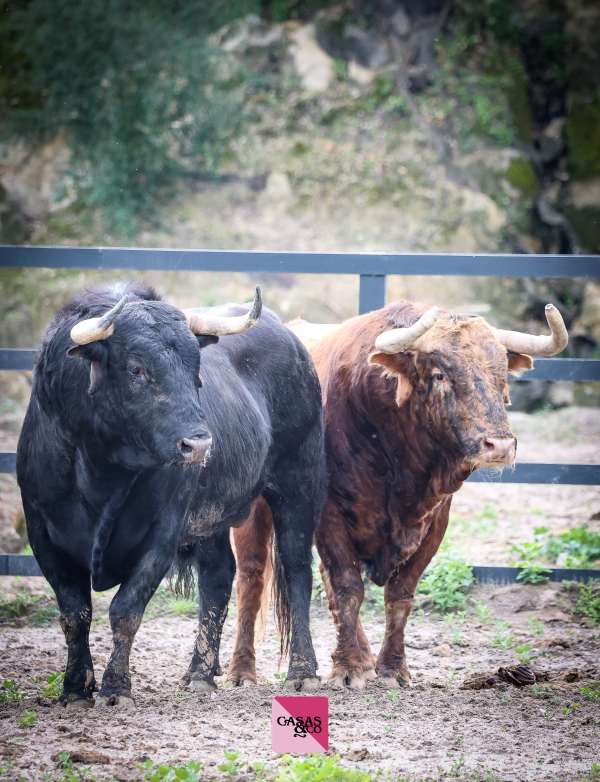 Los toros de Santiago Domecq para la gran cita de este domingo en Nimes
